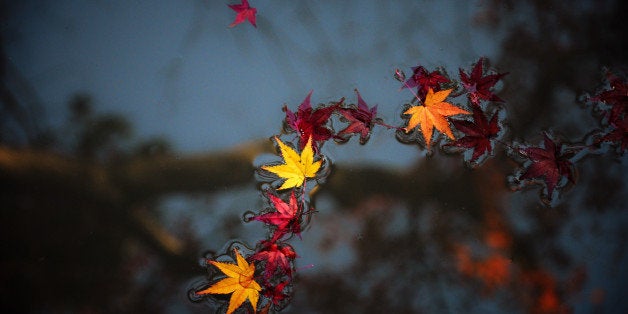 Fallen colourful maple leaves on water, with autumn reflection as background.