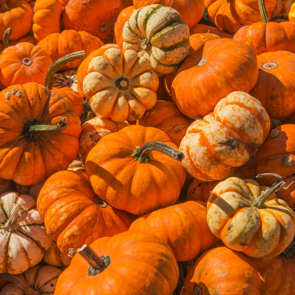 Fall Is Here! 12 Reasons To Celebrate | HuffPost Life