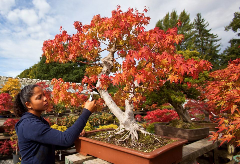 Bonsai Trees