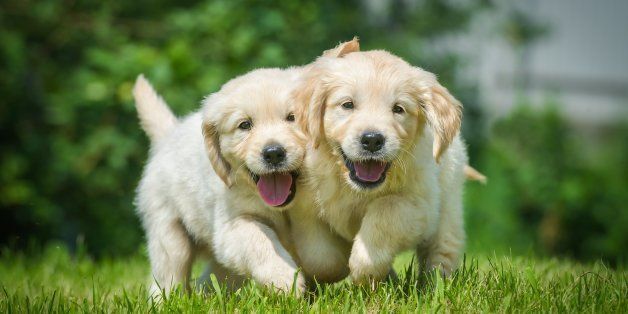 two running puppy of golden...