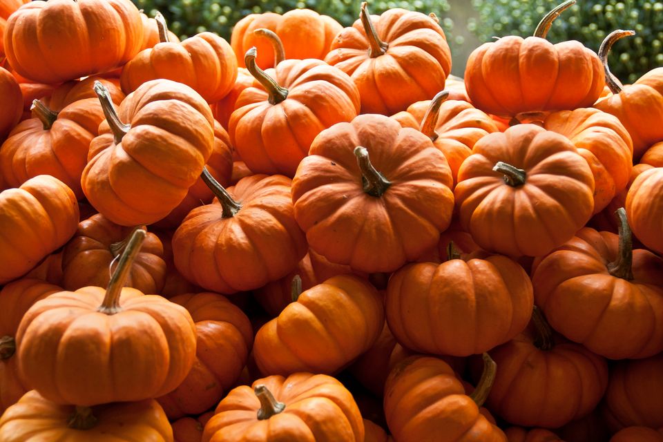 Pumpkins Keep Eyesight Sharp