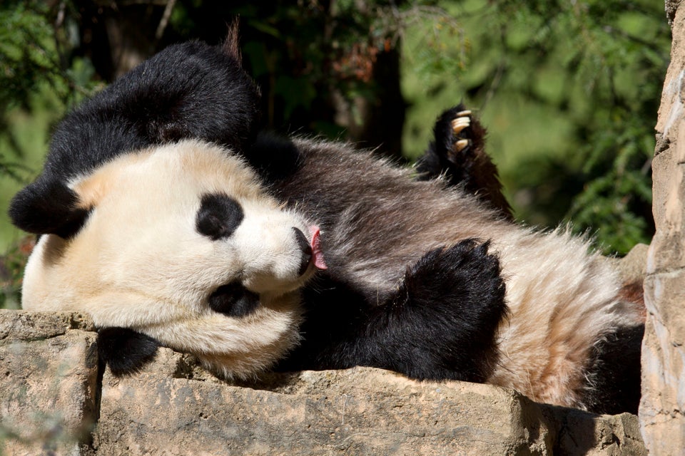 Smithsonian’s National Zoo 