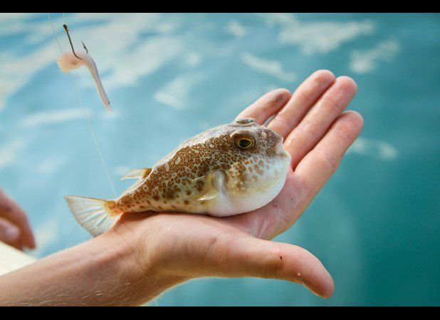 Fugu (Japanese Blowfish)