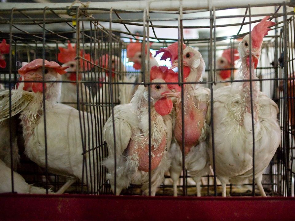 9 Facts About Factory Farming That Will Break Your Heart (GRAPHIC PHOTOS) |  HuffPost Life