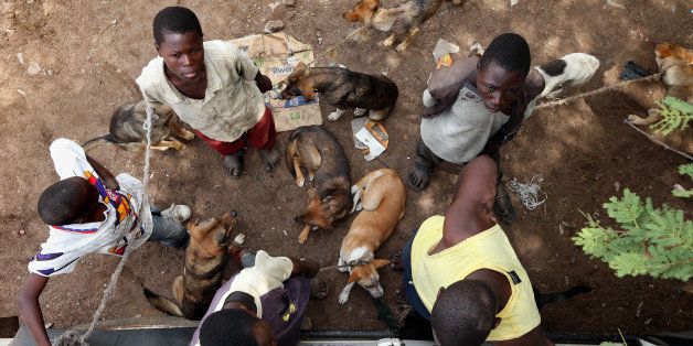 Boys wait patiently with their dogs in a line during a mass rabies vaccination day in Bunda, Tanzania, October 8, 2012. (Chris Sweda/Chicago Tribune/MCT via Getty Images)