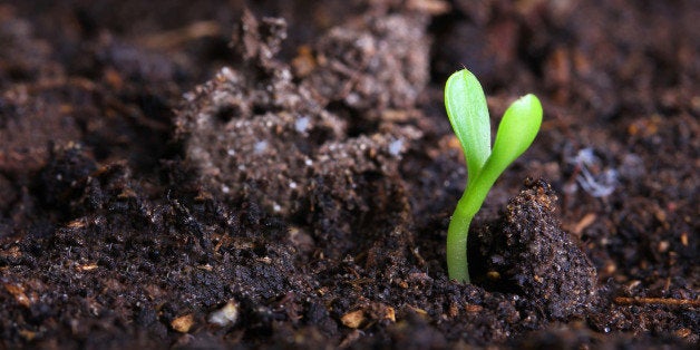 small green seedling in the...