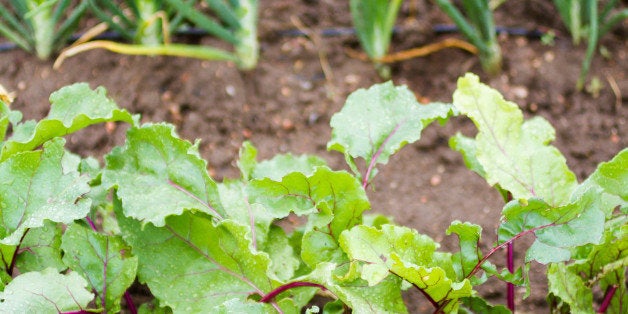 community gardening in urban...