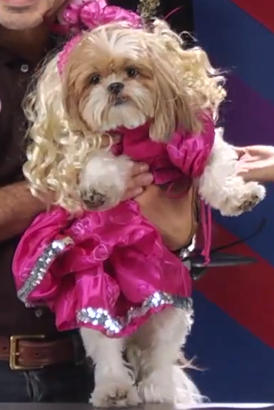 Honey Boo Boo Dog