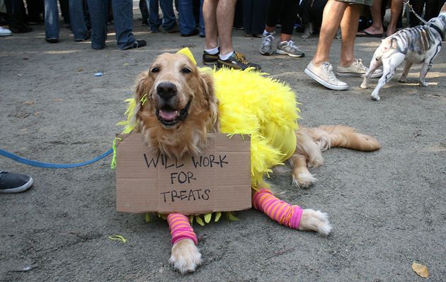 Dog Cone of Shame Costumes: Photos