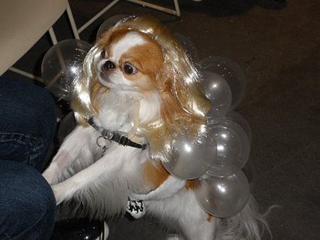 These dogs put your Halloween costumes to shame - National