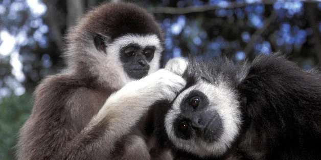 What Animals Can Teach Us About Being Better Human Beings | HuffPost Life What Animals Can Teach Us About Being Better Human Beings | HuffPost Life