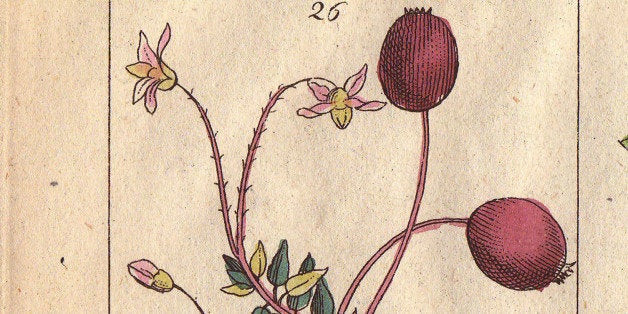 ITALY - SEPTEMBER 16: Cranberry, Vaccinium oxycoccos, cowberry, V. vitis idaea and bog bilberry, V. uliginosum. Handcolored copperplate engraving of a botanical illustration by J. Schaly from G. T. Wilhelm's Unterhaltungen aus der Naturgeschichte' (Encyclopedia of Natural History) Vienna 1816. Gottlieb Tobias Wilhelm (1758-1811) was a Bavarian clergyman and naturalist in Augsburg where the first edition was published.' (Photo by Florilegius/SSPL/Getty Images)