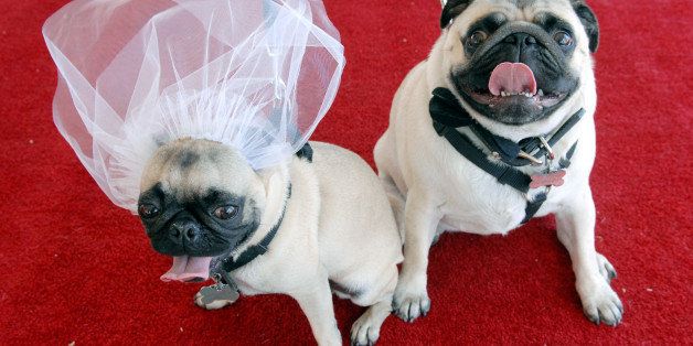 (AC)--DENVER ,CO--MAY 19TH 2007--BOWWOWVOWSc--'Lucy,' left, and her mate, 'Desi' two-year-old Pugs,  owned by John Solchenberger,  await the start of their wedding on the red carpet before getting married at a mass doggy wedding at the Aspen Grove Lifestyle Center attempting to break the Guinness Book of World Records Saturday afternoon. The record was broken with 178 dog couples married at the event, which included snacks, water pools to cool off in, and a round of 'speed dating,' for those pups without a prefect mate. Over $3000 was raised which benefitted the Denver Dumb Friends League.  ANDY CROSS/ The Denver Post (Photo By Andy Cross/The Denver Post via Getty Images)