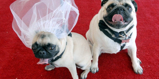 (AC)--DENVER ,CO--MAY 19TH 2007--BOWWOWVOWSc--'Lucy,' left, and her mate, 'Desi' two-year-old Pugs, <cq> owned by John Solchenberger, <Cq> await the start of their wedding on the red carpet before getting married at a mass doggy wedding at the Aspen Grove Lifestyle Center attempting to break the Guinness Book of World Records Saturday afternoon. The record was broken with 178 dog couples married at the event, which included snacks, water pools to cool off in, and a round of 'speed dating,' for those pups without a prefect mate. Over $3000 was raised which benefitted the Denver Dumb Friends League. <cq> ANDY CROSS/ The Denver Post (Photo By Andy Cross/The Denver Post via Getty Images)