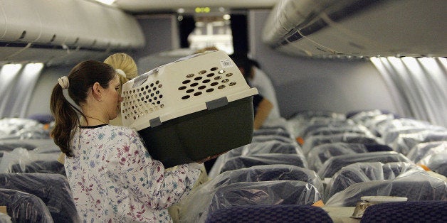 LOS ANGELES, CA - SEPTEMBER 19: Cats and dogs that were rescued after being separated from their owners when Hurricane Katrina hit the New Orleans area of the Gulf Coast arrive by chartered jet to Los Angeles International Airport (LAX) on September 19, 2005 in Los Angeles, California. The approximately 200 animals are being taken in by the Society for the Prevention of Cruelty to Animals Los Angles (SPCALA) to be tested, examined, vaccinated, and distributed to animal agencies in Southern California. Rescuers hope to be able to reunite as many of the animals as possible with their owners. (Photo by David McNew/Getty Images)