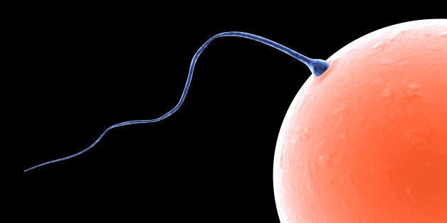 sperm and egg