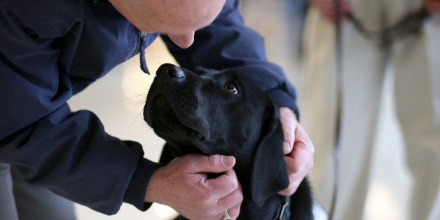 SAN FRANCISCO, CA - DECEMBER 03: A traveler pets a therapy dog named Donner inside Terminal 2 at San Francisco International Airport on December 3, 2013 in San Francisco, California. The San Francisco SPCA and San Francisco International Airport joined forces to launch a new program called 'Wag Brigade' that will have a team of certified therapy dogs that will patrol the airport's to help calm stressed travelers during the busy holiday travel season. (Photo by Justin Sullivan/Getty Images)