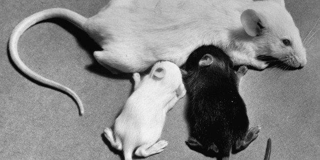 Baby mice suckling off their mother. (Photo by Al Fenn//Time Life Pictures/Getty Images)