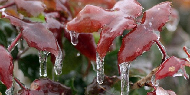 Icicles hang from leaves covered in freezing rain in Neumuenster, norhtern Germany, on December 23, 2012. Freezing rain and snowfall disturbed traffic on many roads across the country. AFP PHOTO / DANIEL FRIEDRICHS GERMANY OUT (Photo credit should read DANIEL FRIEDRICHS/AFP/Getty Images)