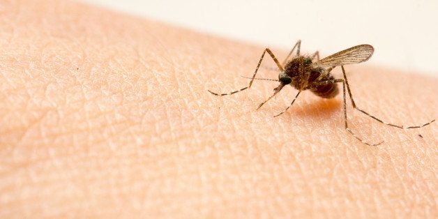 close up a mosquito sucking...