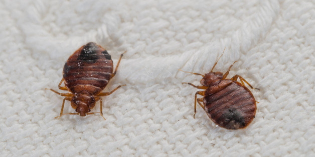 Bed Bug Survival In Freezing Temperatures Examined By Scientists ...