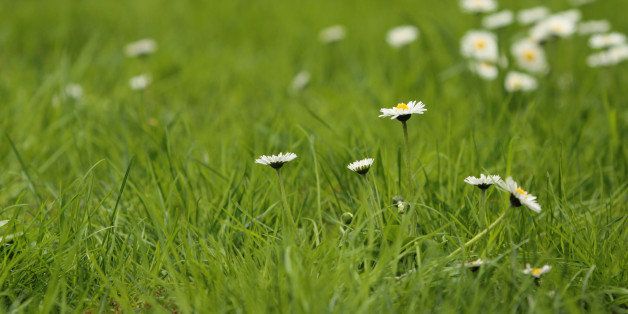 green grass with daisy flowers