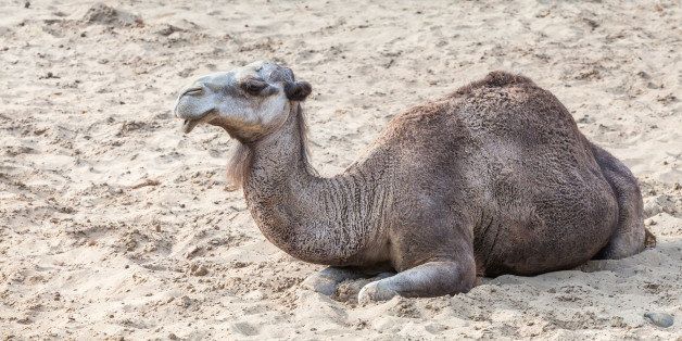 dromedary also called the...