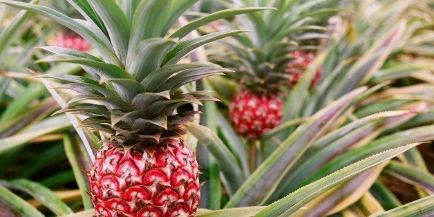 Curious Questions: Why are pineapples called pineapples, when they're not  pines and not apples? - Country Life