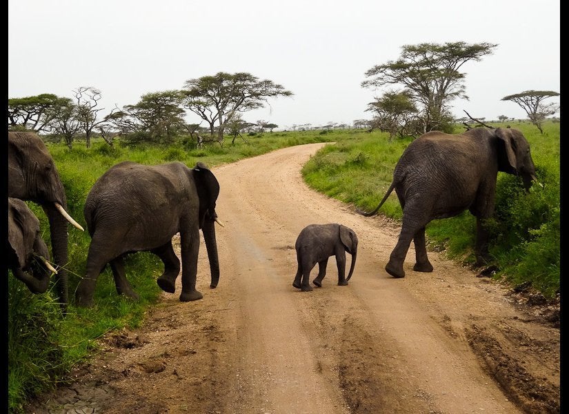 The Most Adorable Roadblock Ever