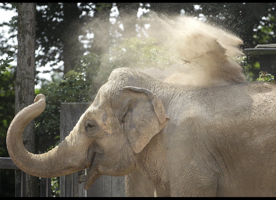 Elephant's big nose wins most sensitive sniffer