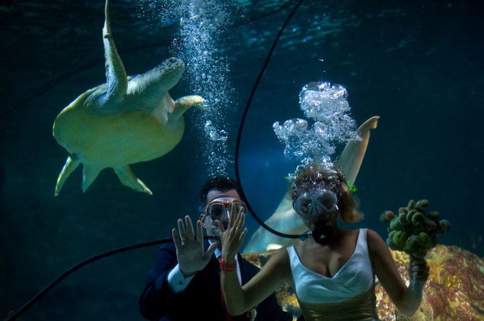 Fran Calvo and Monica Fraile wed underwater at the Sea Life Aquarium in 2012 in Benalmadena, Spain.