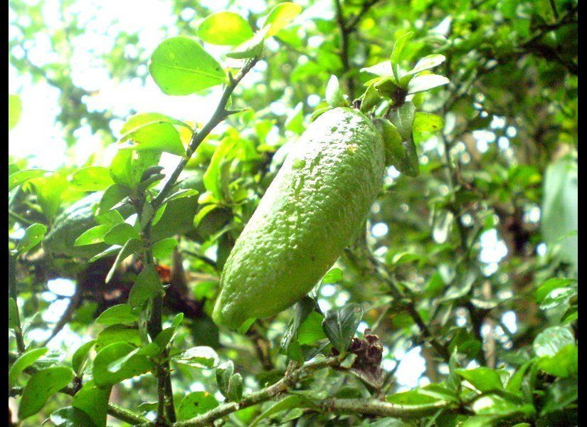 The finger lime, or "citron-caviare"