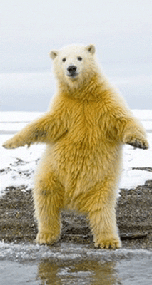Animals Dancing To 'Push It' Will Instantly Improve Your Day | HuffPost Entertainment Animals Dancing To 'Push It' Will Instantly Improve Your Day | HuffPost Entertainment
