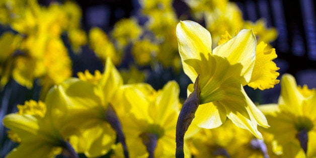 LONDON, ENGLAND - MARCH 06: Daffodils in full bloom in Holland Park on March 6, 2014 in London, England. Parts of the United