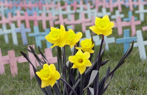 Wales - Daffodil