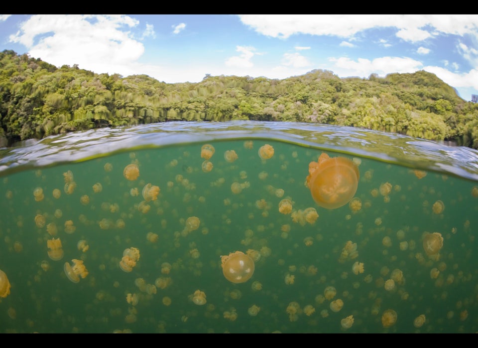 Jellyfish Lake, Palau