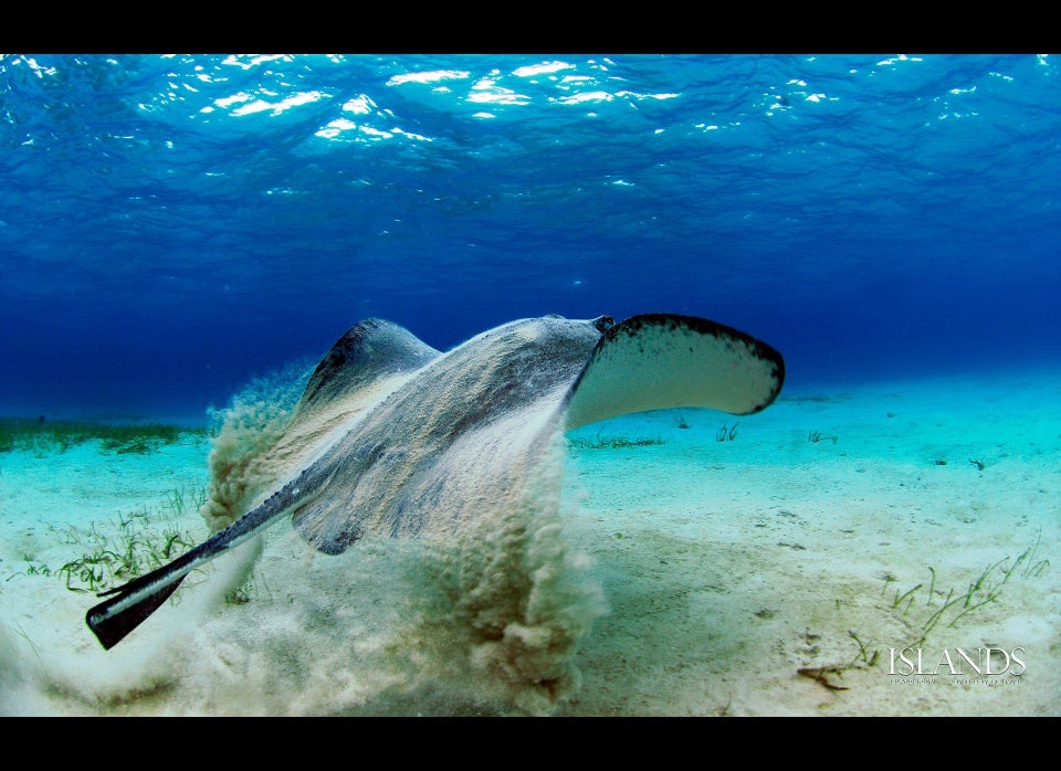 Cayman Stingray