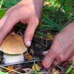 Mann geht Pilze sammeln – kurze Zeit später wirft er mit