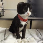 Tierquälerei: Katze wurden Ohren abgeschnitten – dann hat Frau kreative