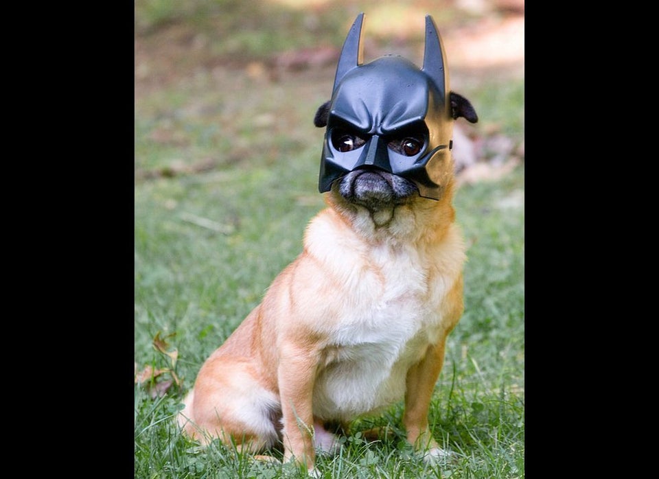 Bat-Pug vs. The World