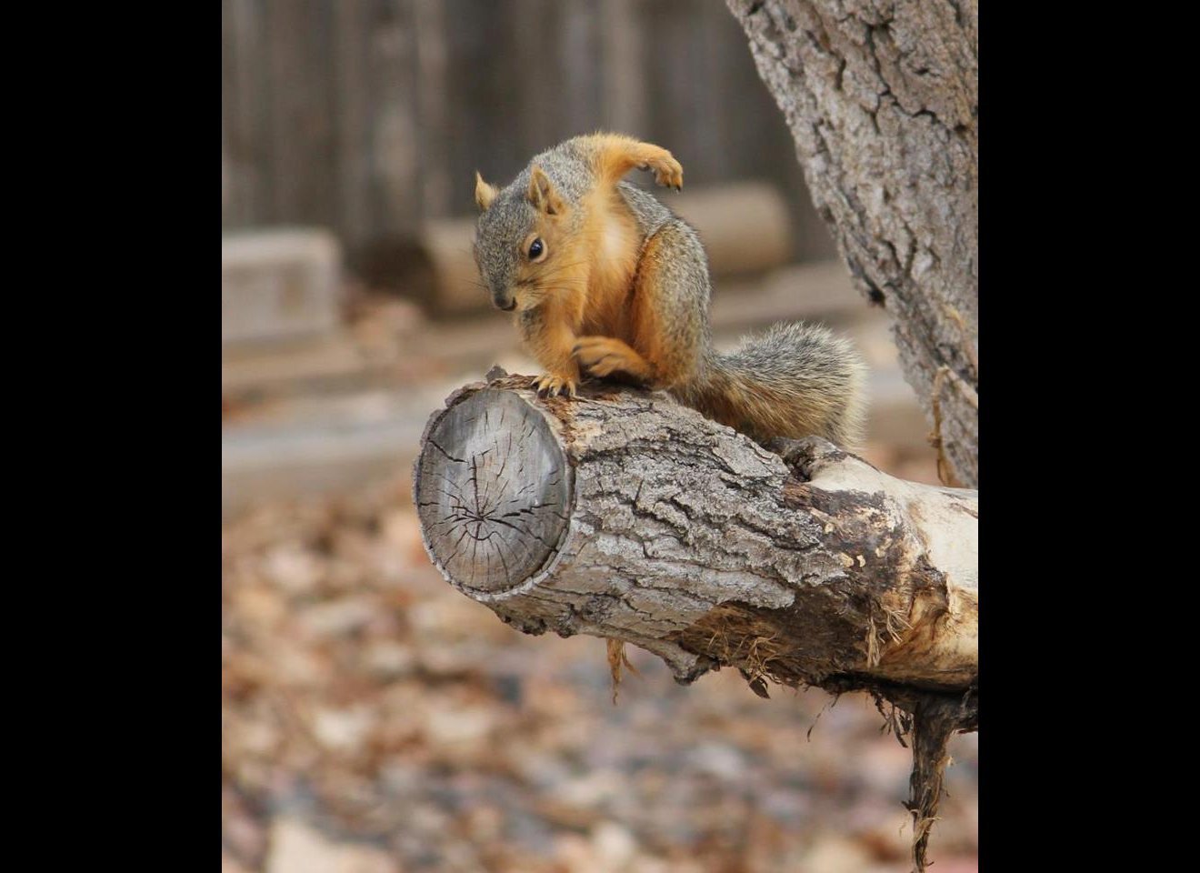 Eurasian red squirrel (Sciurus vulgaris) Stock Photo by ©DennisJacobsen  315716760