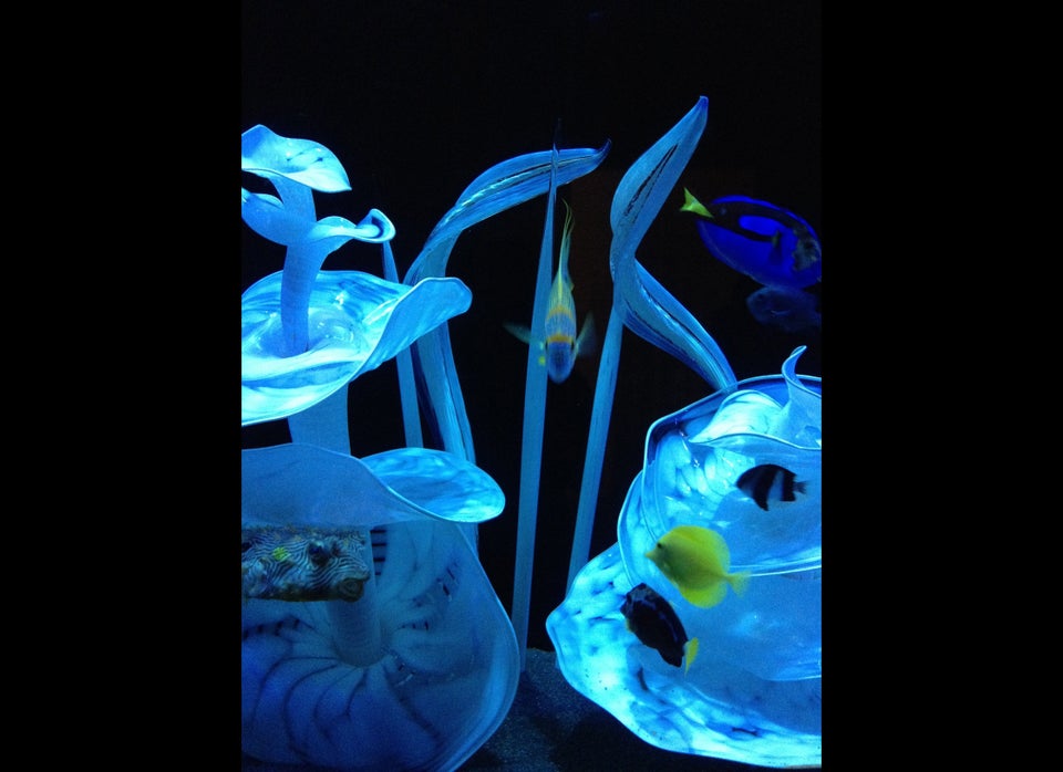 Dale Chihuly's Elusive Boathouse in Seattle HuffPost Entertainment