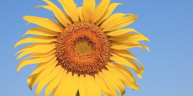 sunflower is a plant that can...