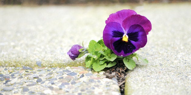 How To Bloom Where You Are Planted Huffpost Life