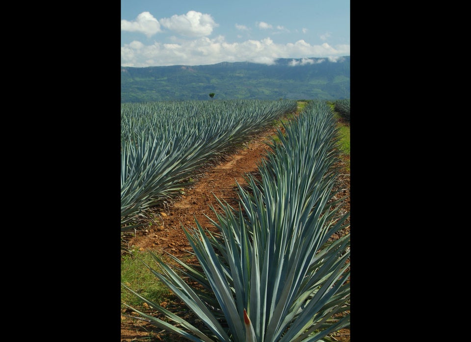 Raise Your Glass for National Tequila Day