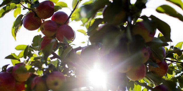 Sunlight shines through the leaves and ripe apples growing on an apple tree during the summer harvest at the Sady Trzebnica z o.o. apple farm in Trzebnica, Poland, on Monday, Aug. 25, 2014. Polish corporate bonds are losing their haven appeal as Russia's escalating stand-off with Europe and the U.S. undermines the country's growth prospects. Photographer: Bartek Sadowski/Bloomberg via Getty Images