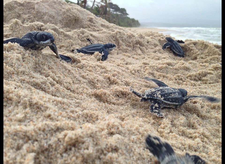 Leatherback Turtle Hatchlings, Trinidad and Tobago