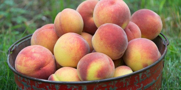 Bucket of fresh picked Georgia peaches