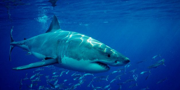 6 Lessons Great White Sharks Can Teach Us About Life | HuffPost Life