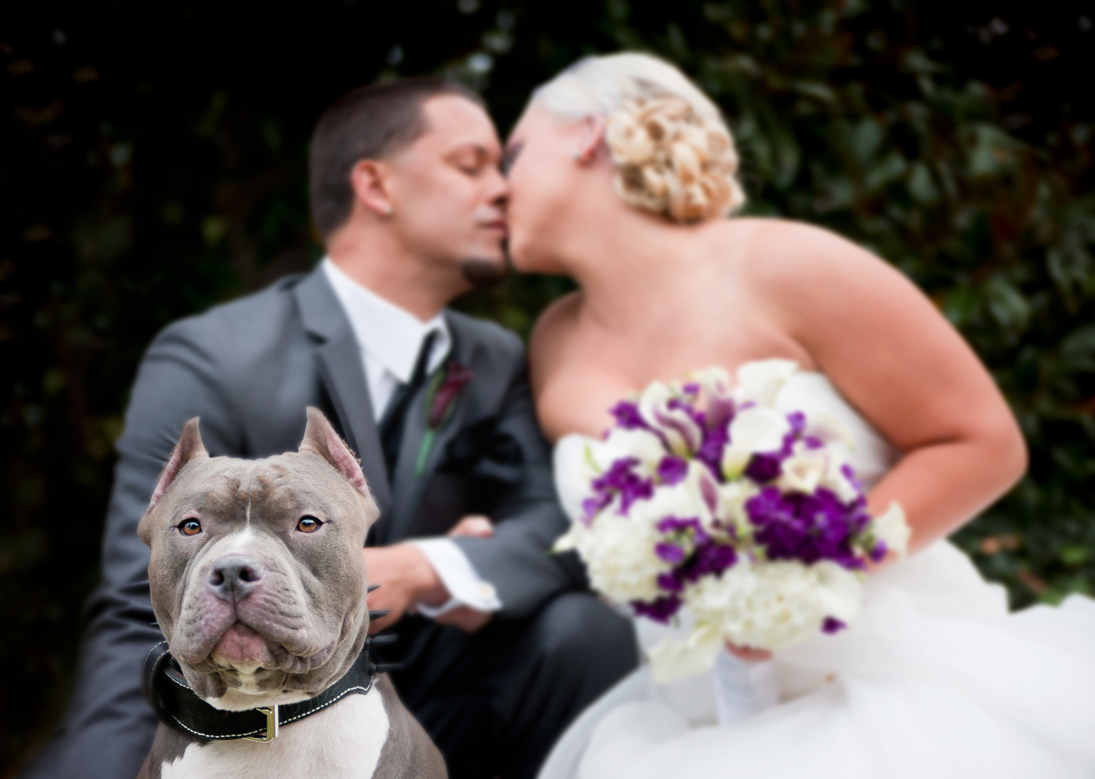 pitbull wedding dress